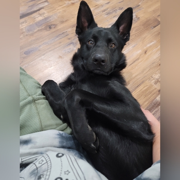 Meet my Hellhound Dexter 😈. He's a thief but loves respectful offers! - Picture 4 of 12